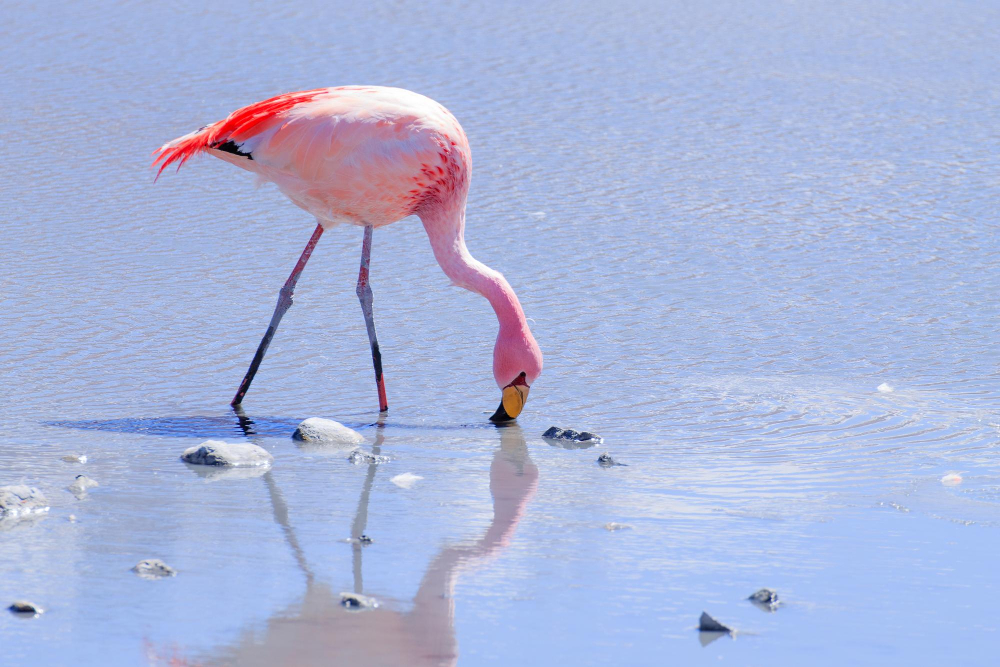 Flamand rose palavas